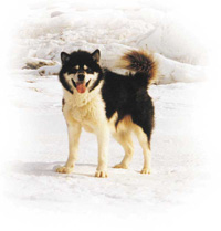 inuit dog